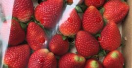 Venderé una fresa, importada de España, máx. 4 paletas,