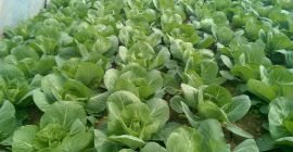 Repollo blanco joven para fines de abril y mayo