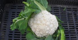 Coliflinas jóvenes (mayo de 2019) Oferta para la venta