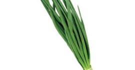 Cebolla y cebollino, confeccionados, buscando productores para una cooperación