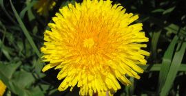 Venderé flores de diente de león, frescas o secas
