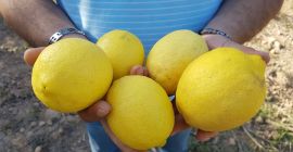 Limón, variedad Eureka Origin Marruecos Calibres: 3/4/5/6 Embalaje: caja