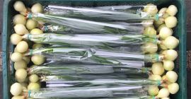 Soy un productor de cebolla con cebollino. Estoy buscando