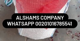 Origen: Egipto Variedades: cebolla dorada Tamaños: 40 en adelante