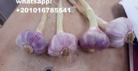 origen: egipto variedades: (blanco) empaque disponible de ajo fresco: