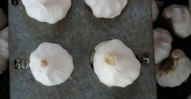 origen: egipto variedades: (blanco) ajo fresco disponible envases: 20