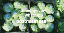 lechuga iceberg fresca Origen: Egipto Disponibilidad: lechuga iceberg fresca