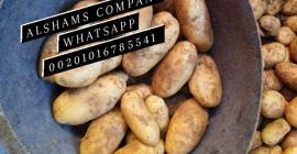 variedad: todos los tipos Origen: Egipto • Temporada de