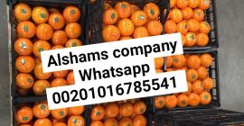 tangerine ( mandarina ) Origen : Español. Tallas: todas