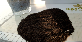 Sweet Basil Seeds - ¡gran calidad! Mejor que las