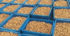 Granos de nuez orgánicos Las nueces son una nuez
