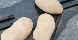 Venderé papas para la exportación de varias variedades, cosecha