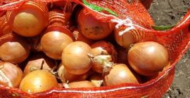 Venderé cebollas para exportación, cosecha 2019. Trabajamos de forma