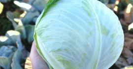 Venderé repollo para exportación, cosecha 2019. Trabajamos de forma