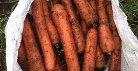 Venderé zanahorias para exportación, cosecha 2019. Trabajamos de forma