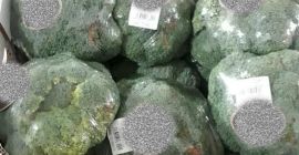 BROCCOLI FILMADO / BROCCOLI EN HIELO - 10 *