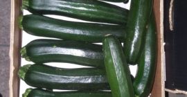 ZUCCHINI / COURGETTE - calibre 14-21cm / 21-30cm -