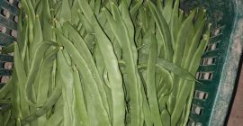 Frijoles verdes planos HELDA EXTRAFINE / FINE / MEDIUM