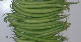 HABAS VERDES REDONDAS BOBBY SALAMANCA - cartón / madera