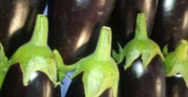 LONG EGGPLANTS / LONG EGGPLANTS FLOW PACK - caja