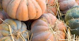MUSCAT DE CALABAZA - calibre 7kg +, caja de