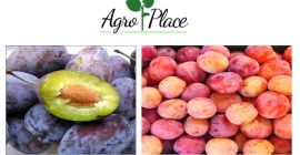 Ofrecemos: ciruelas. Con un buen precio asequible. Para más