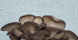 Productor de champiñones frescos Setas de ostras Cultivado ordinario