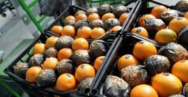 La empresa exportadora de Elbadr venderá naranjas de Valencia.