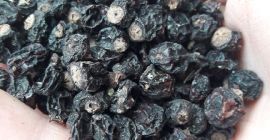 Tengo a la venta unos 1000 kg de grosella