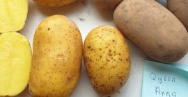 Vendemos papas amarillas Queen Anna. Embalaje 15 kg. Directamente