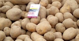 Las fotos de Papas Polacas debajo de Lord of