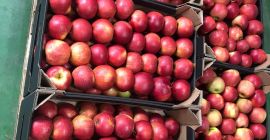 Compramos manzanas para jugos. La variedad no importa. Cantidades