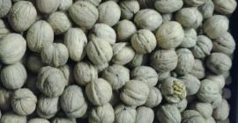 Se vende nueces de Ucraina 2019 calibre 32+