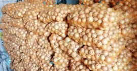 Cebolla variedad Rijnsburger 5, suelta o bolsa de 15