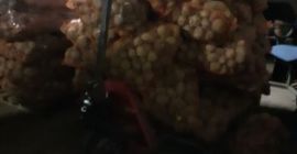 Papa comestible de la variedad vineta