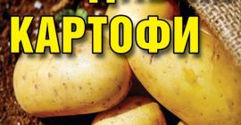 Vendo papas para consumo fracción mediana y grande cultivadas