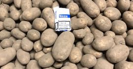 Vendemos papas directamente de Lituania en amarillo y rojo.