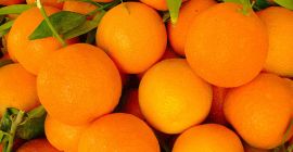Compro naranjas y mandarinas orgánicas, recién cosechadas en España