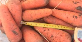 venta de variedad de zanahorias en cascada de alta