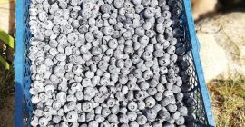 Venderé arándanos frescos. Precio, embalaje, cantidad a convenir. Invitamos