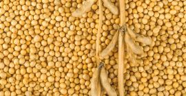 Estimado señor / señora, Svalbard es un equipo de