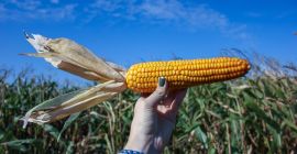 Estimado señor / señora, Svalbard es un equipo de