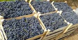 De manera regular, compramos De manera regular, compramos uvas de Moldova a granel.