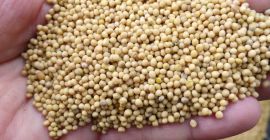 Venderé granos de mostaza blanca sinapis alba, purezas del