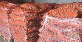 Vendo papas semilla de Carrera y Arizona en aldeas