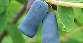 Para la compra ofrecemos madreselva Kamchatka congelada. Disponible 22