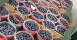 Hola, ayudaré a organizar fruta fresca de España fresa