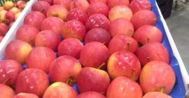 Tengo para exportar diferentes variedades y calibres de manzanas.