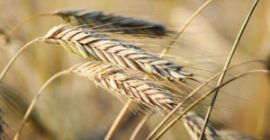 Tengo a la venta 200 toneladas de centeno orgánico