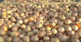 Compraré un total de 100 toneladas de cebollas, 4-6